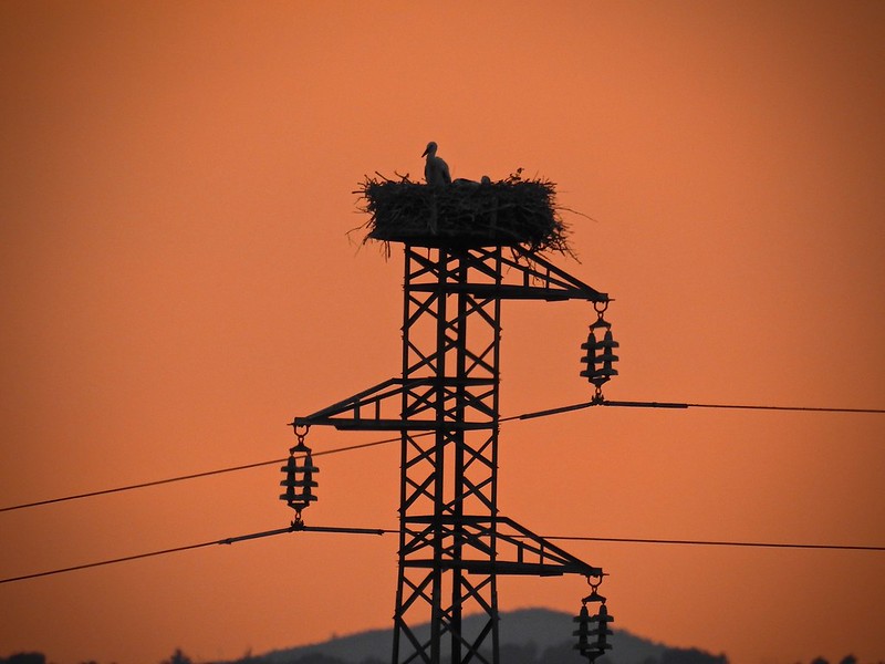 Le buone notizie le portano le cicogne.